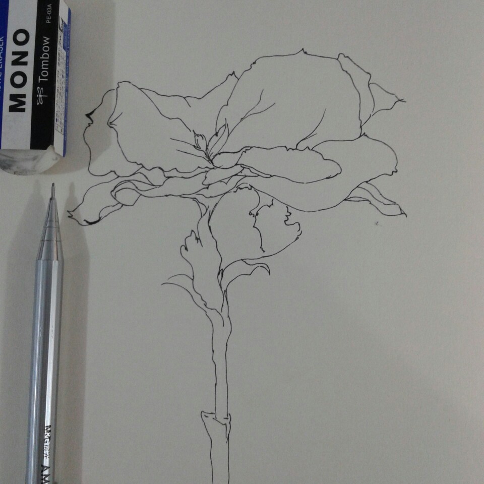 手绘 花花 速写 白描