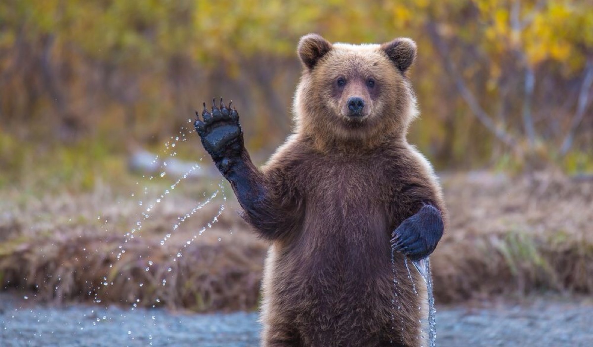 棕熊, 