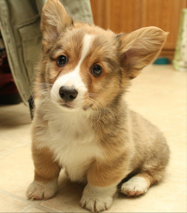 corgi dog柯基