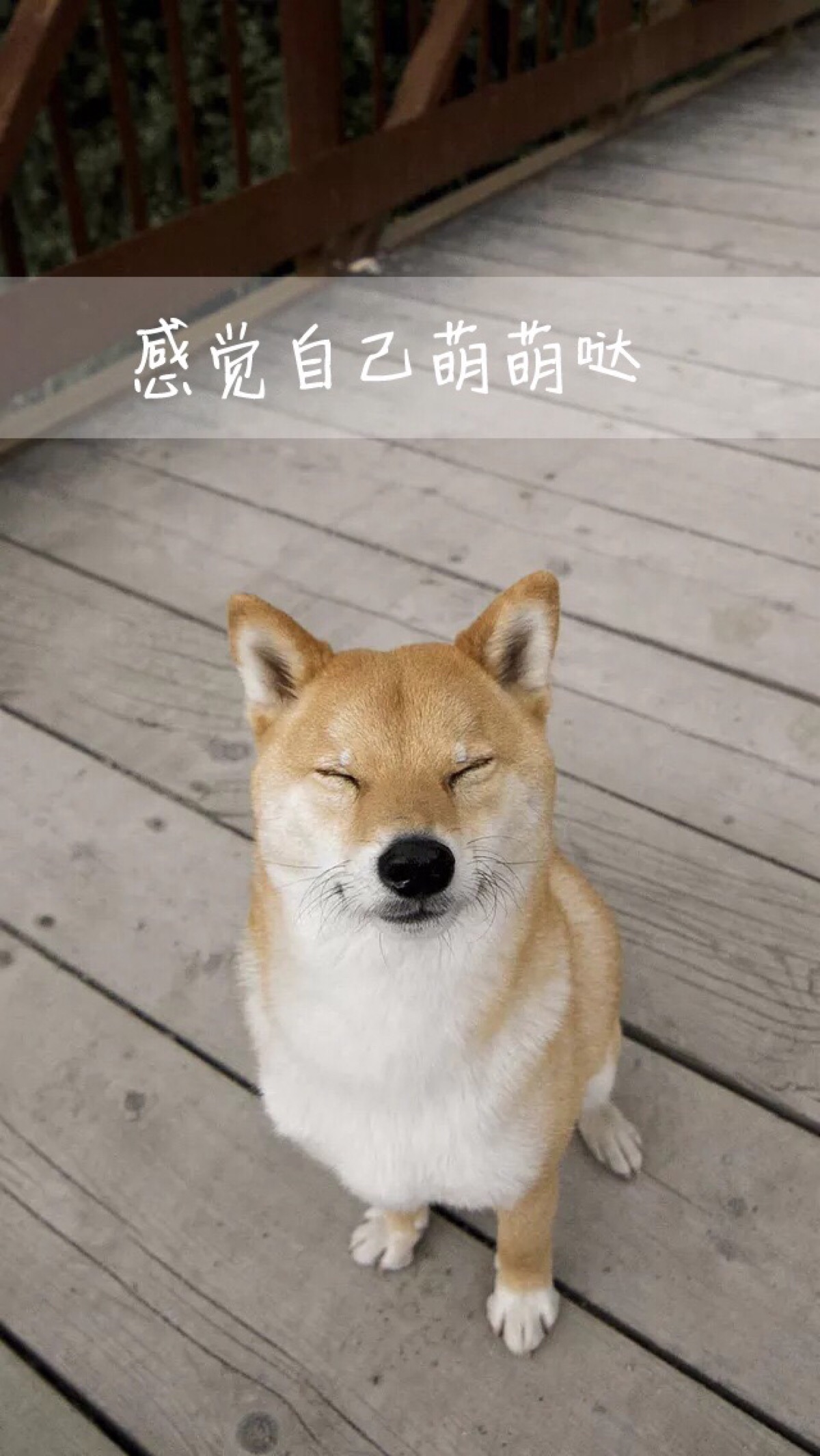 壁纸 手机桌面 iphone壁纸 萌宠 宠物 柴犬