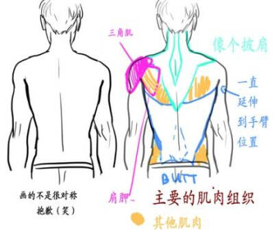 [cp]【人体教材】人体肩部腰部机构和肌肉群的理解