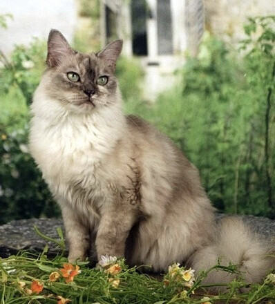 亚洲半长毛猫(蒂法尼猫,蒂凡尼猫 1940年代由暹罗猫与安哥拉猫配种.