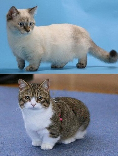 又名曼基康猫,俗称短腿猫(腊肠猫),为自然演变出来的侏儒品种猫,他们