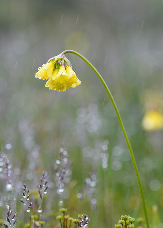 峨眉报春 primula faberi ,报春花科报春花属.