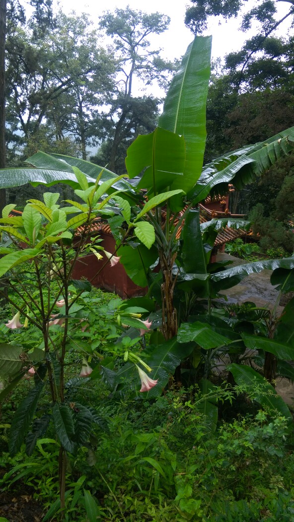 雨打芭蕉 摄影/赵宝