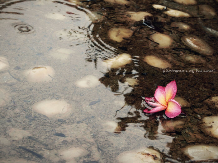 雨打落花