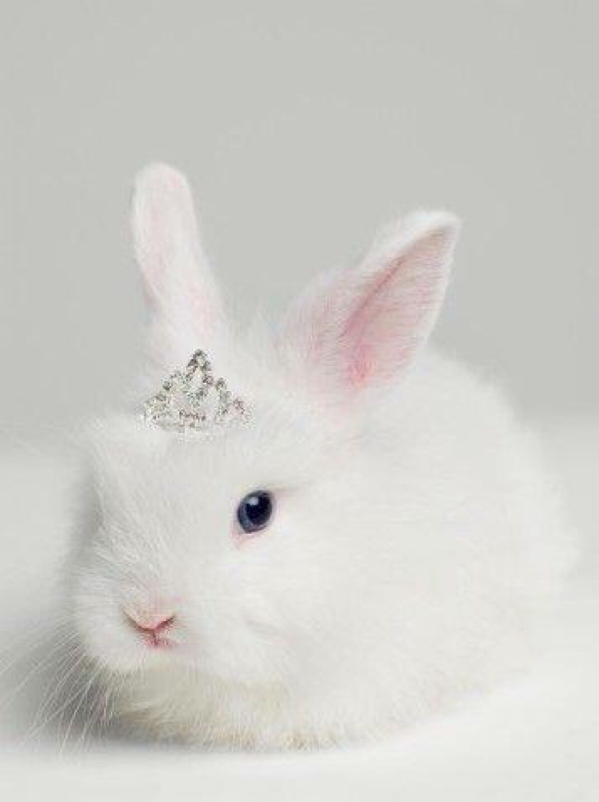 兔子 公主 白兔 纯洁