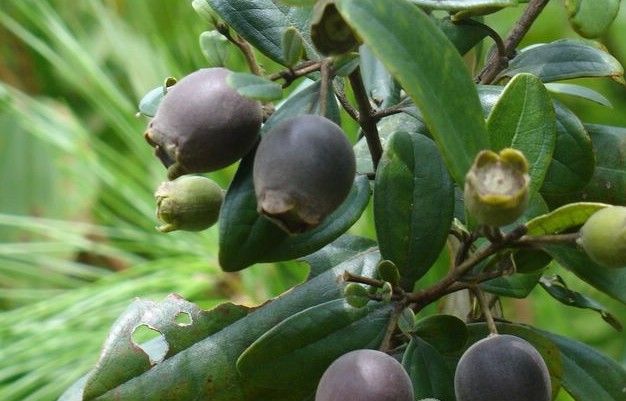 桃金娘 (拉丁学名:rhodomyrtus tomentosa),别名:哆尼,岗菍,山菍,多莲