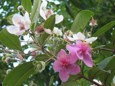 桃金娘(拉丁学名:rhodomyrtus tomentosa,别名:哆尼,岗菍,山菍,多莲