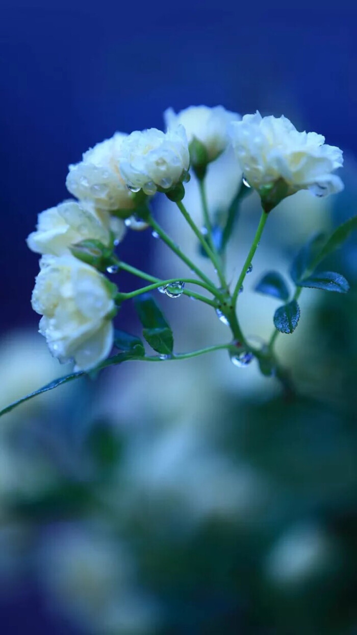 蔷薇开出的花朵没有芬芳.想念一个人.怀念一段伤.不流泪,不说话.