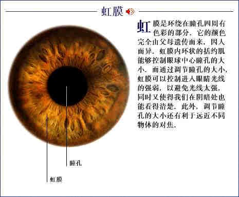 眼睛 迷人 摄影 艺术 美 猫瞳 兽瞳 虹膜 人体结构