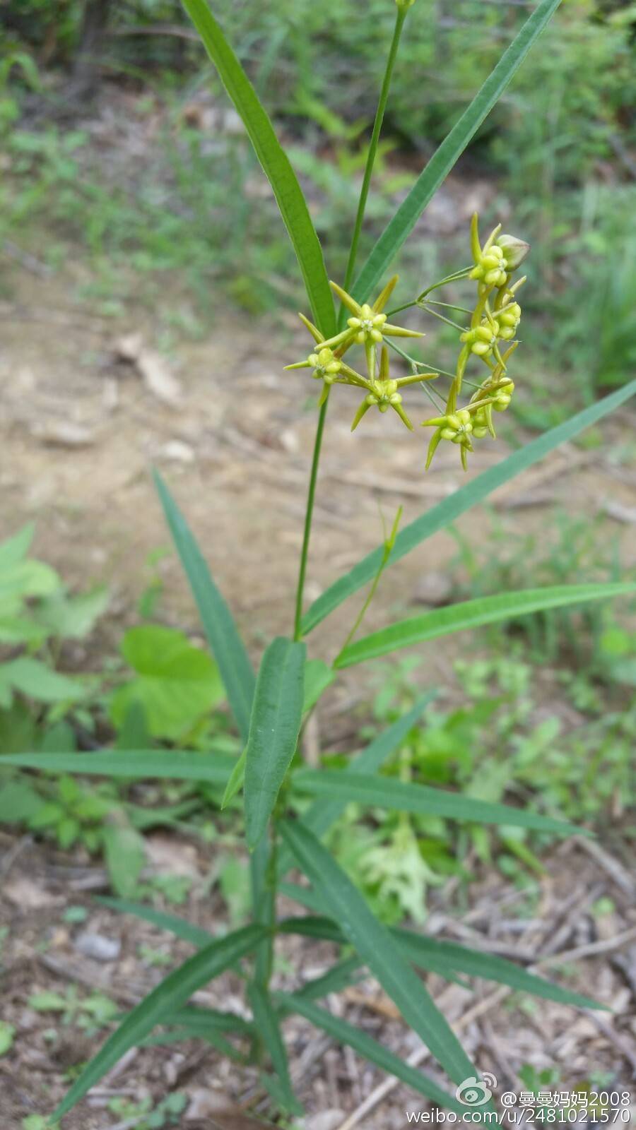 徐长卿cynanchum paniculatum