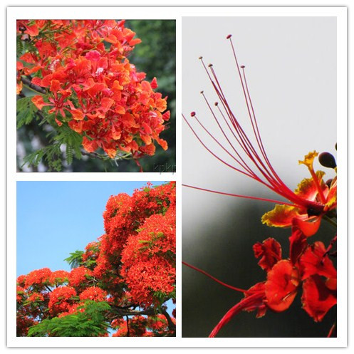 凤凰木(delonix regia),取名于"叶如飞凰之羽,花若丹凤之冠",别名金凤