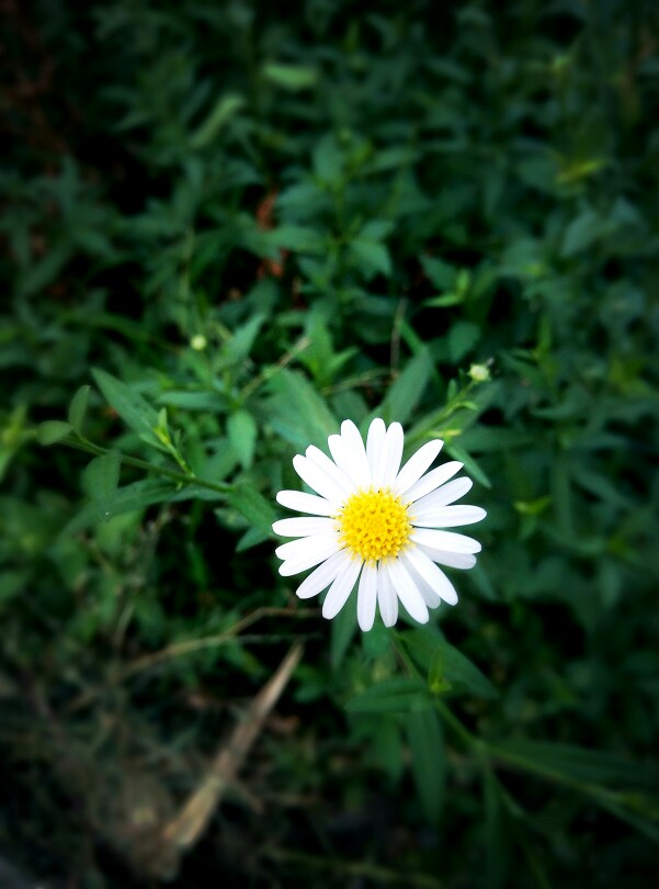 傍晚盛开的一朵小花,瞬间感受到生命的蓬勃张力