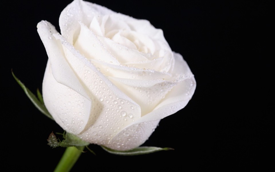 白玫瑰象征这纯洁,高贵,天真和纯纯的爱.
