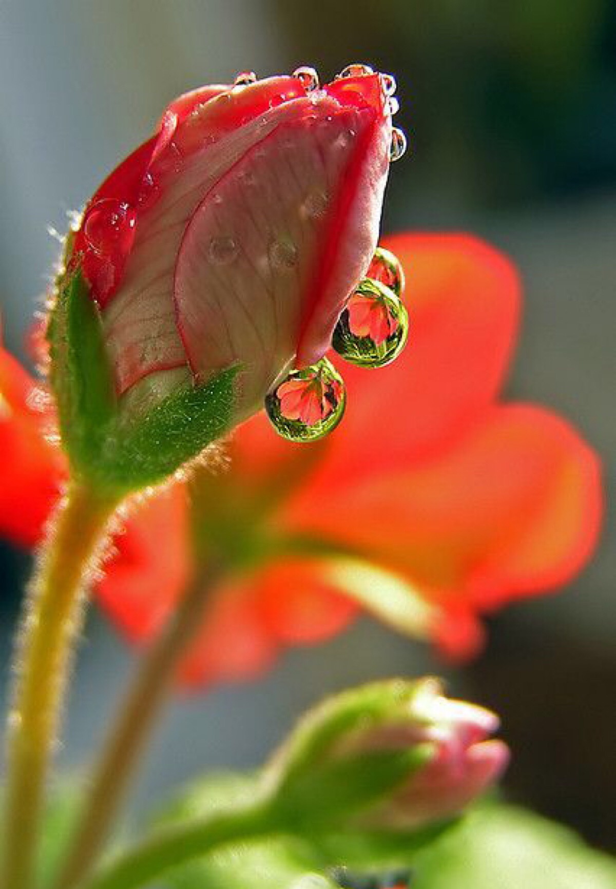 花镜子.镜子和露珠