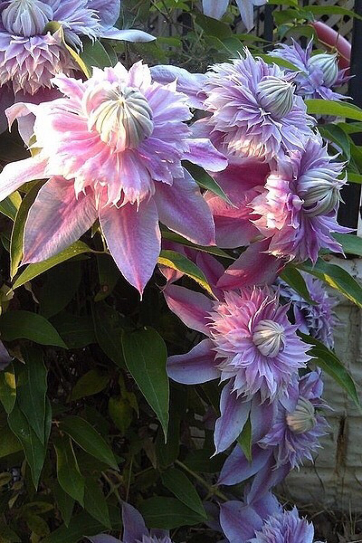 铁线莲quot;约瑟芬quot;clematis josephine:花朵为漂亮的