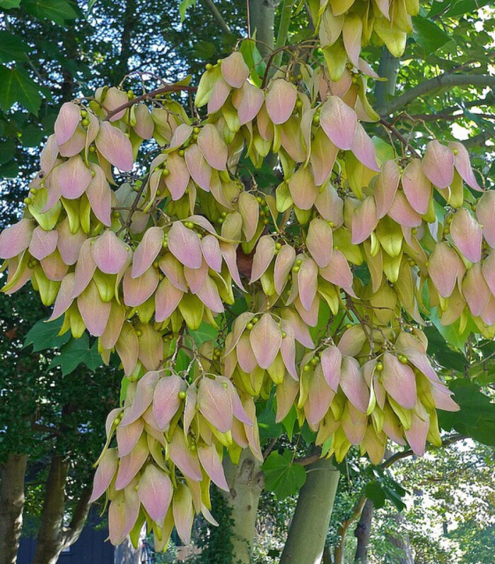 梧桐firmiana simplex 又名青桐,桐麻.落叶乔木,树皮青绿色,平滑.