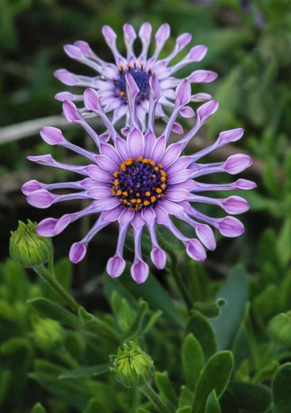 蓝眼菊学名 osteospermum 别名 蓝目菊-堆糖,美好生活研究所