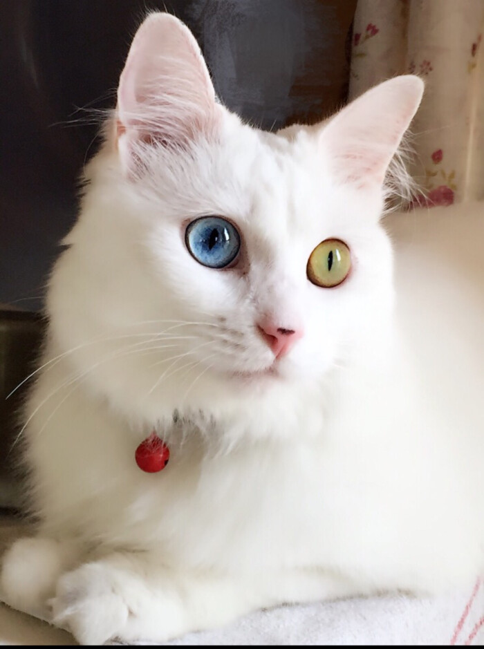 猫咪的眼睛好比星空无法媲美.