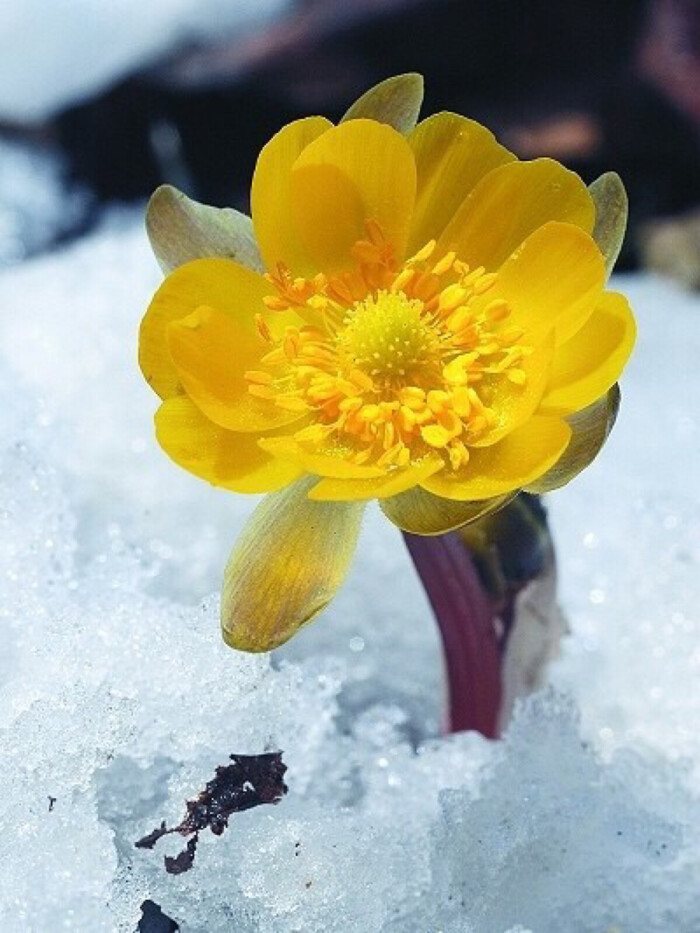 冰凌花是多年生草本植物,在冰雪将要融化时萌芽,嫩绿色的叶芽包在