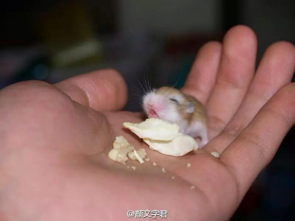 介个是刚出生还没满月的小仓鼠.炒鸡可爱有木有!【萌die了.( `)