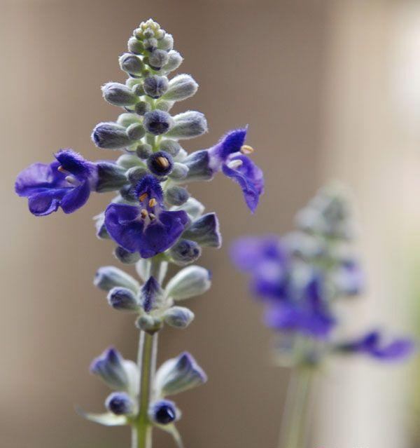 快乐鼠尾草(happy salvia)也称为欧鼠尾草,香紫苏,主要分布于欧洲的