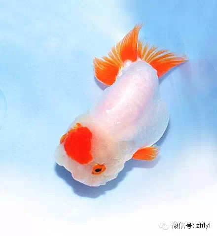 *寿星虎头*寿星虎头是福州的代表金鱼品种,其特征是鳃绒发达,目先很短