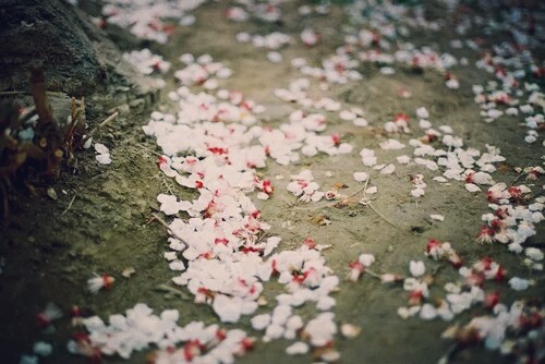 落花时节雨纷纷…… 别有心.