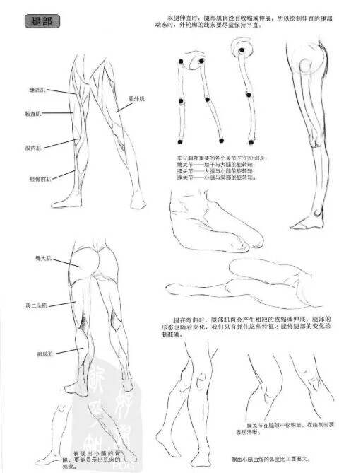 腿部的绘制