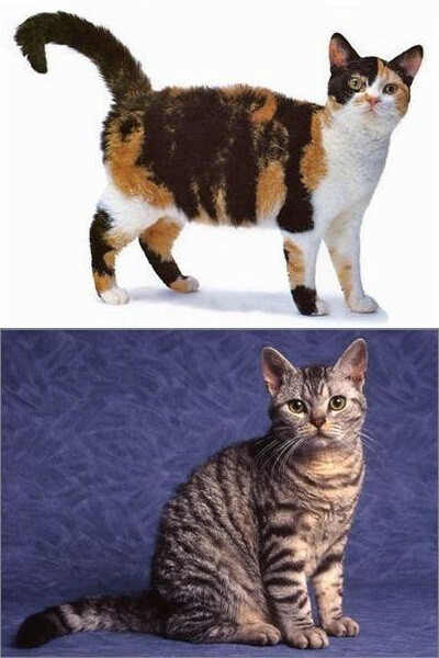 美国硬毛猫,是独特的美国猫,它来自于纽约农庄猫的基因突变.