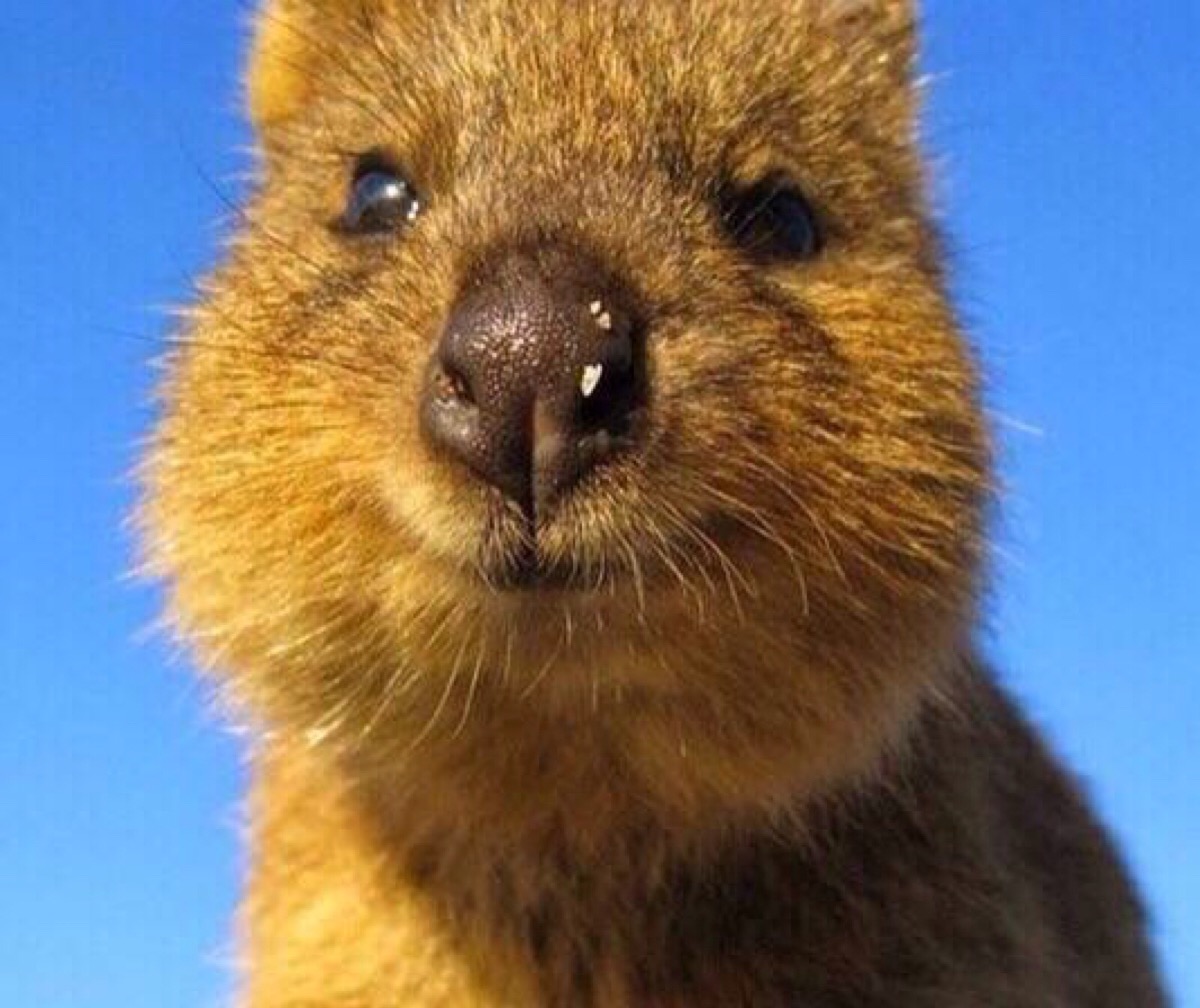 (,,ω,,)介小家伙是短尾矮袋鼠(quokka),被称为世界上最快乐的动物