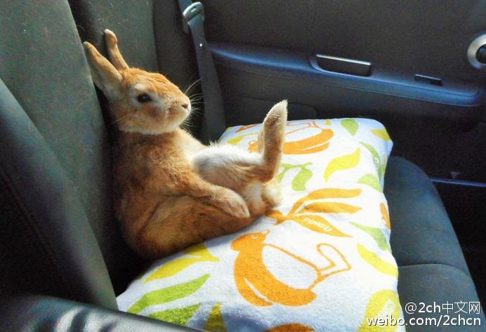可爱 蠢萌 萌 宠物 动物 兔子~ 坐姿有点奇怪的兔子
