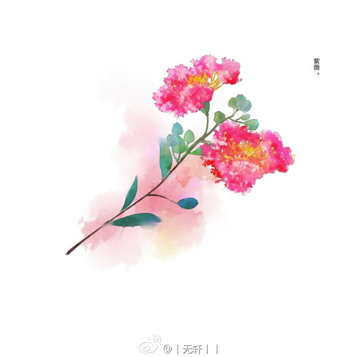 紫薇花——画师微博——丨无轩丨丨 版权为画师本人所有,切勿商用,二