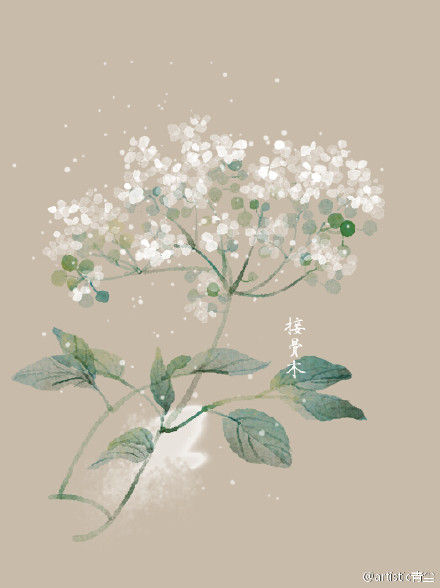 花语#7月25日 接骨木 (elder tree) 花语 :热心 花占卜 :您是个热心