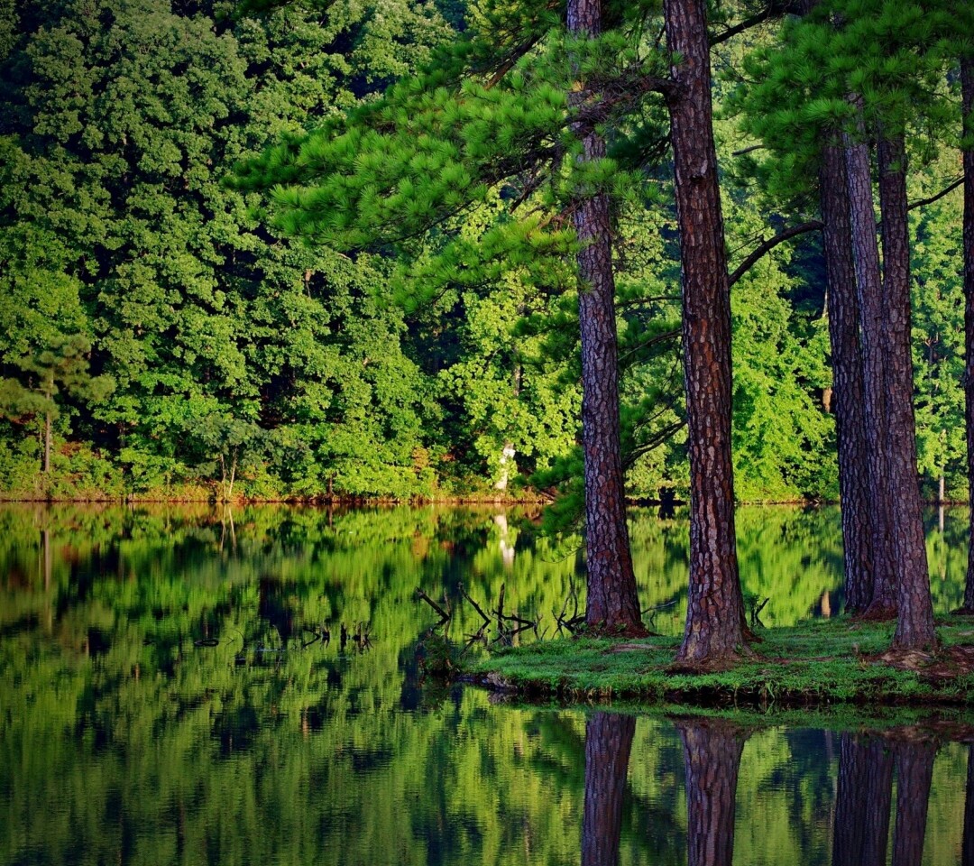 森林绿色唯美风景自然树木湖水山水美不胜收