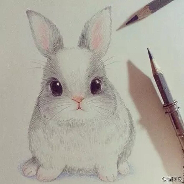 兔子,素描