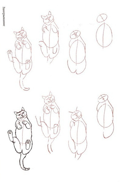 猫的画法10