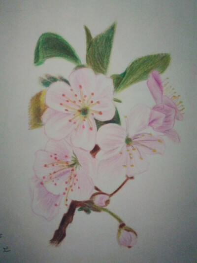 彩铅樱花 手绘 铅笔 彩铅 彩色 可爱 插画 艺术 植物