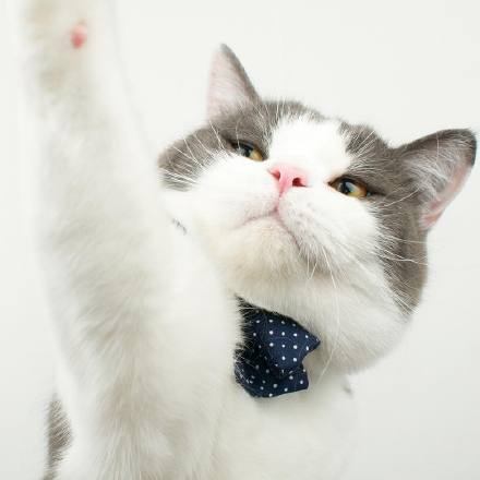 傲娇总裁猫—v—