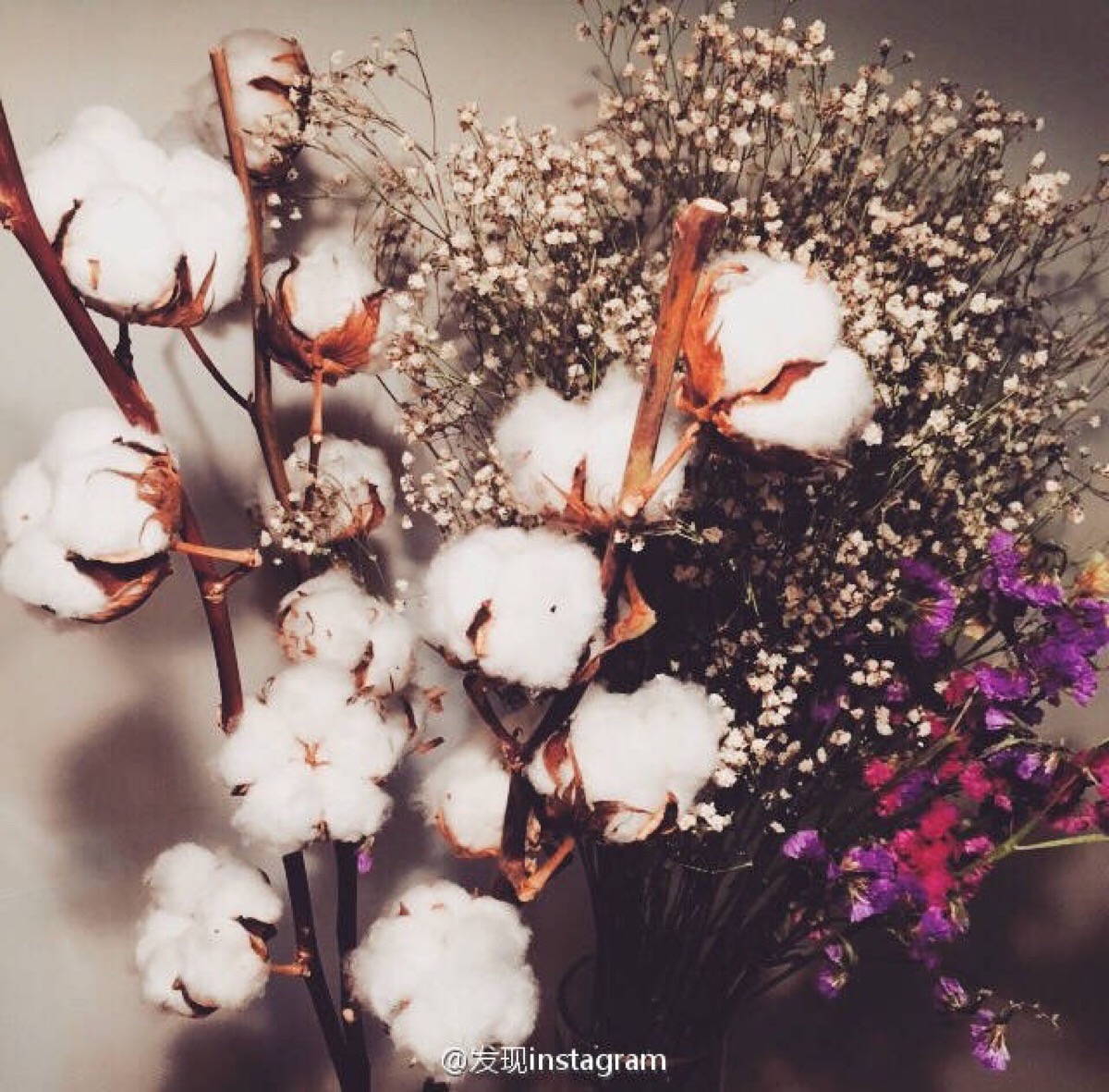 棉花的花语是珍惜眼前人