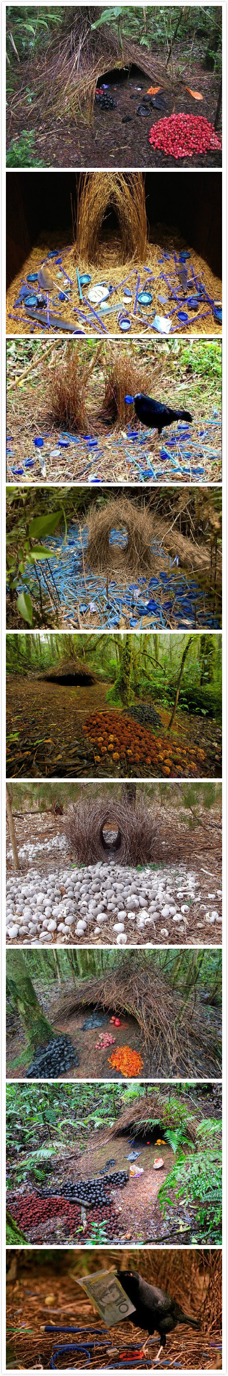 这种鸟叫bower birds(园丁鸟,鸟类的建筑大师,雄鸟在求偶期会用树枝