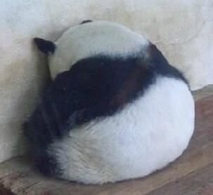 萌宠,熊猫,好忧桑的背影