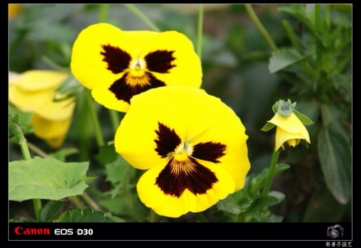 [黄色三色堇]---有着黄色花瓣的三色堇,花语是"忧喜参半",属性土.