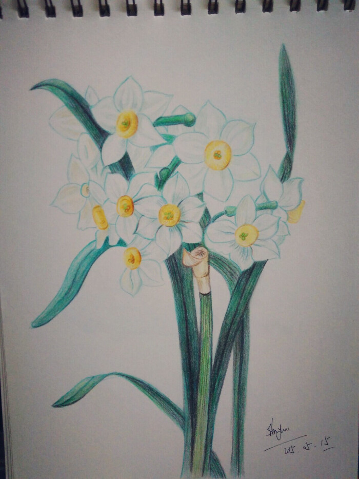 彩铅水仙花 手绘 铅笔 彩铅 彩色 可爱 插画 艺术 植物 花朵