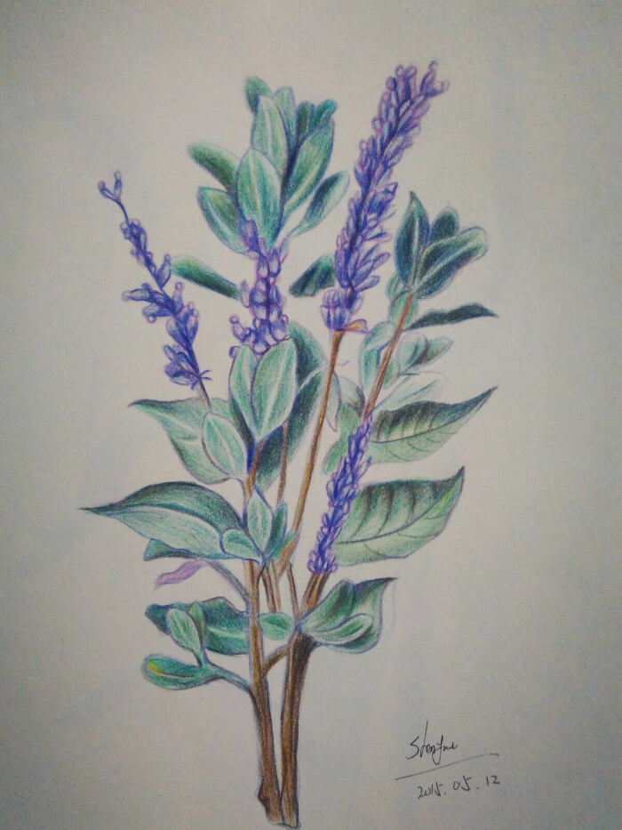 彩铅薰衣草 手绘 铅笔 彩铅 彩色 可爱 插画 艺术 植物 写实