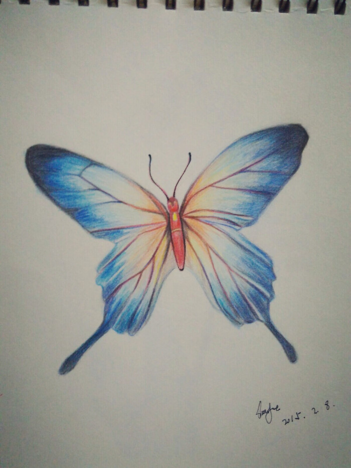彩铅蝴蝶 手绘 铅笔 彩铅 彩色 可爱 插画 艺术