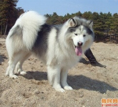 这种犬与同在阿拉斯加的其它犬种不同,四肢强壮有力,培育它的目的是