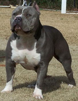 比特犬(英文名:american pit bull terrier),比特犬也称美国比特犬