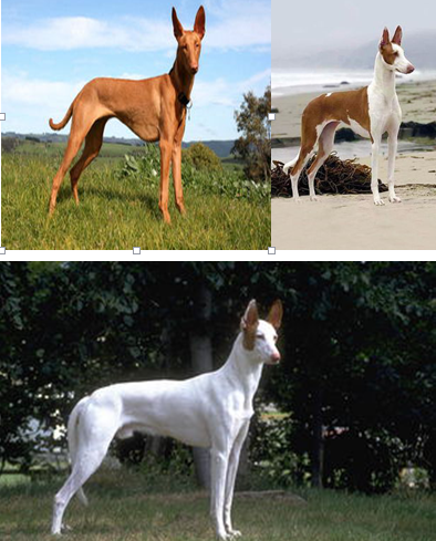 法老王猎犬是一种中型犬,血统高贵,轮廓鲜明,线条优美.
